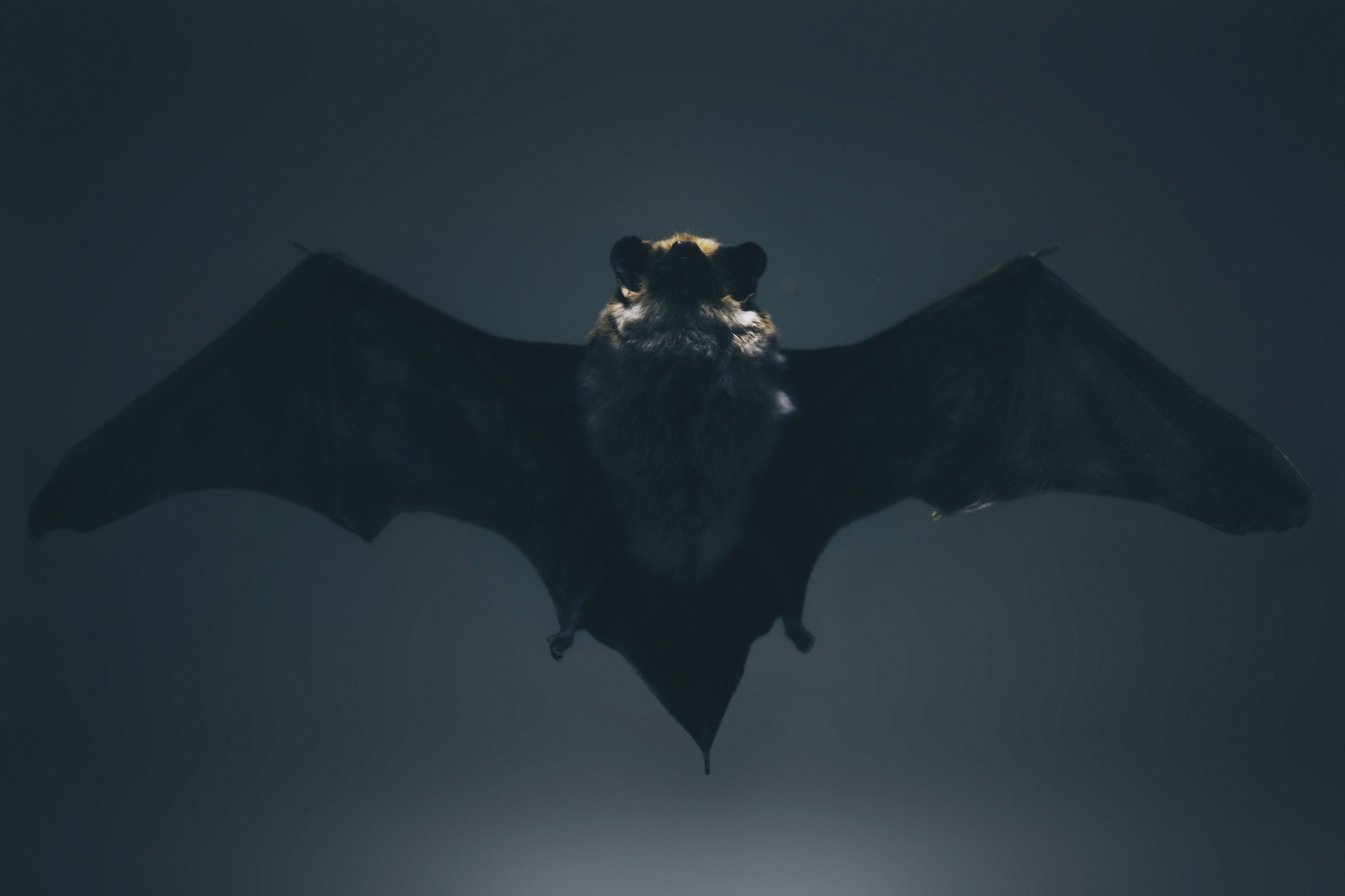 Poem: Summary of BAT by David. H. Lawrence And Past Questions - Student ...