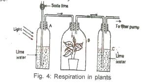 B) Carbon dioxide entered through the filter pump 