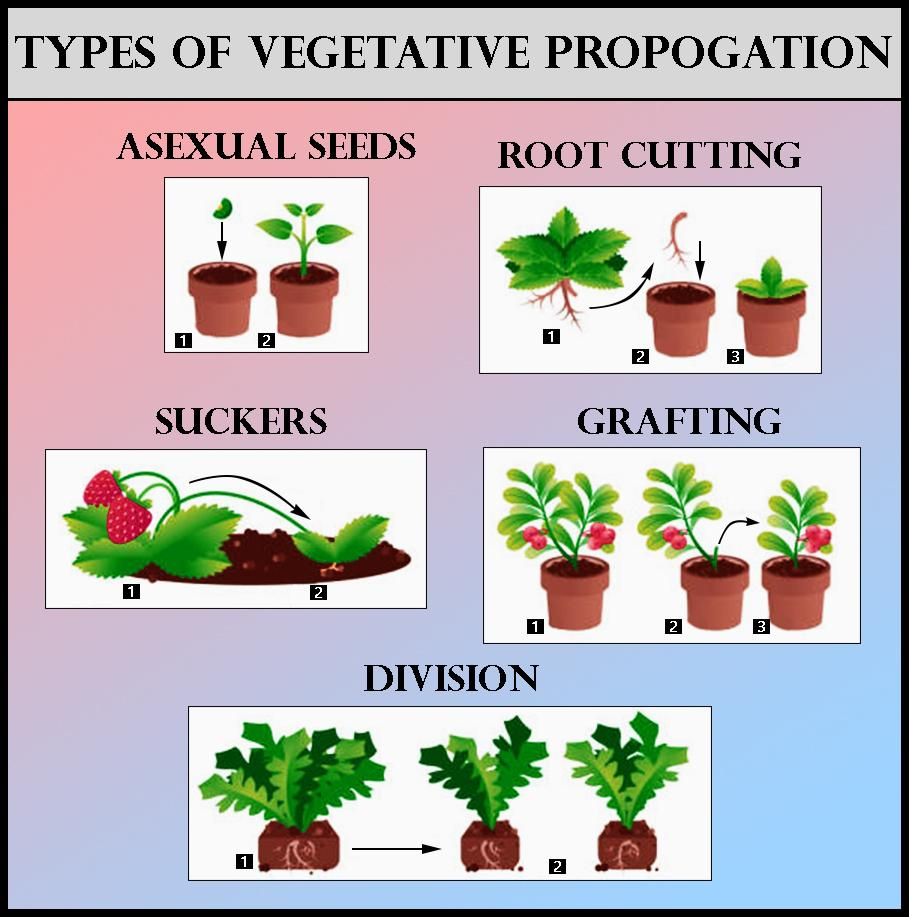 Agric Keypoints: Plant Propagation Methods