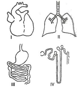 A) pulmonary artery 
